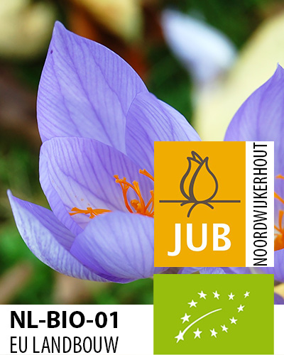 Krokus BIO sativus 7/+, 100 ks